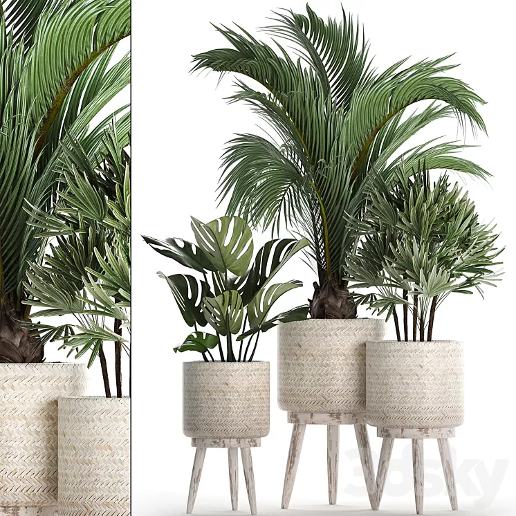 Plant Collection 427.  Rapis monstera indoor plants Scandinavian style eco design natural materials Raphis Palm 3D Model