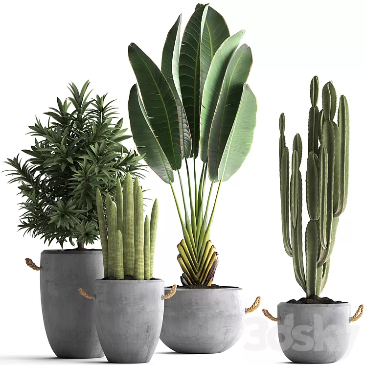 Plant Collection 434. Ravenala concrete flowerpot Cereus cactus oleander indoor plants 3D Model
