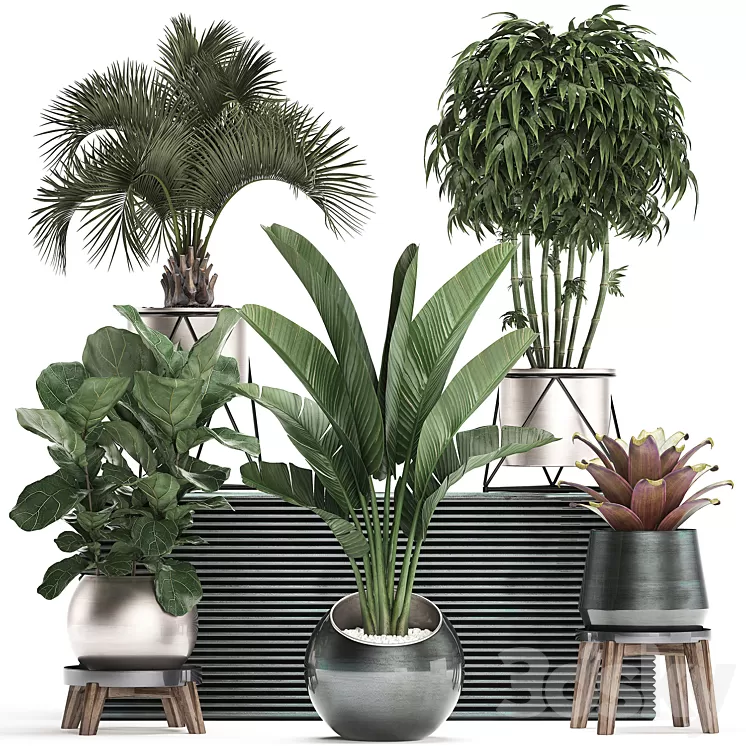 Plant Collection 463. Banana palm Ficus lirata rapis banana round flowerpot luxury bamboo lux strelitzia 3D Model