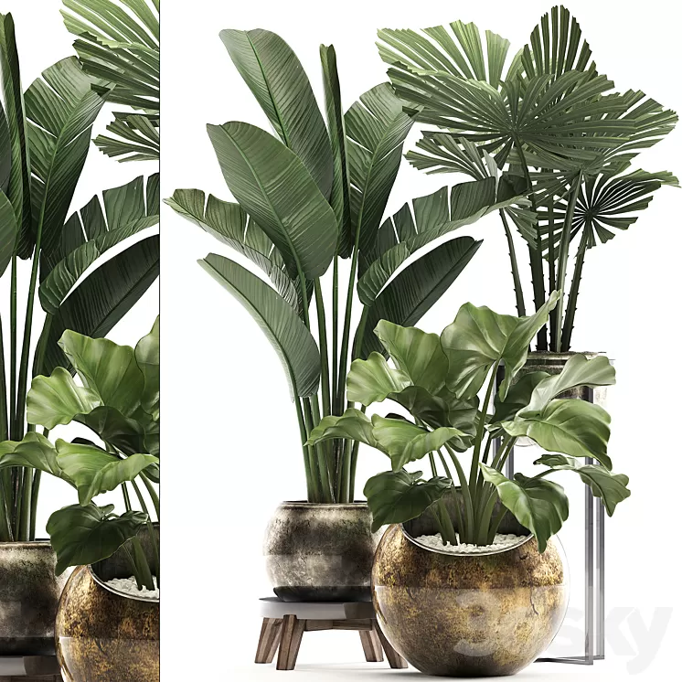 Plant Collection 467. Likuala and banana bush round flowerpot indoor plants Alocasia strelitzia bushes luxury flowerpot 3D Model