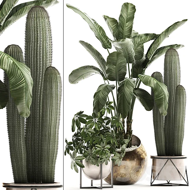 Plant Collection 468. Cactus and banana bush round flowerpot indoor plants Schefflera deluxe pot bushes thickets 3D Model Plant Collection 468. Cactus and banana bush round flowerpot indoor plants Schefflera deluxe pot bushes thickets 3D Model