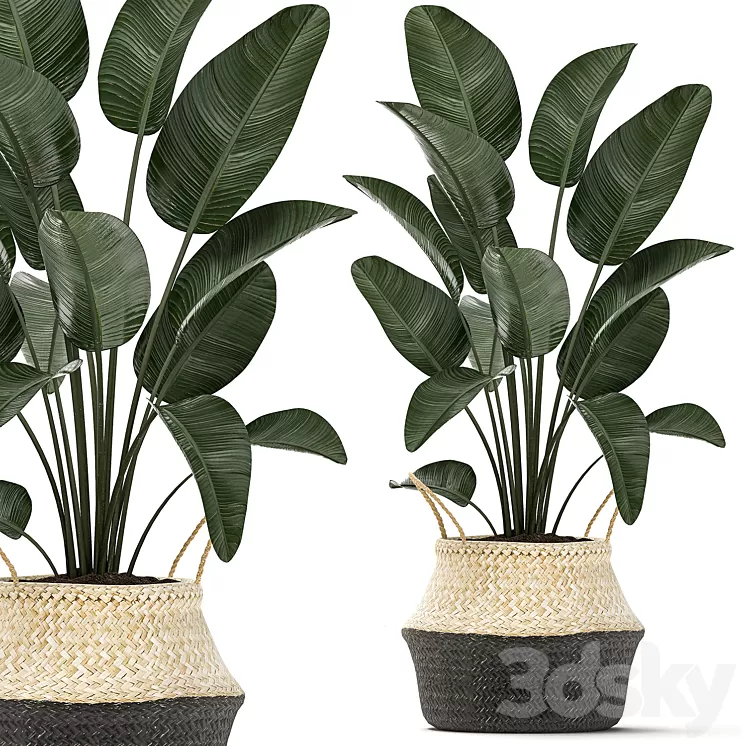 Plant Collection 483. Basket rattan indoor plants eco design natural decor Scandinavian style natural materials bush 3D Model