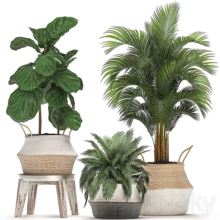 Plant Collection 486. Basket rattan palm tree hovea ficus lyrata indoor plants eco design natural decor Scandinavian style natural materials bush Howea forsteriana 3D Model