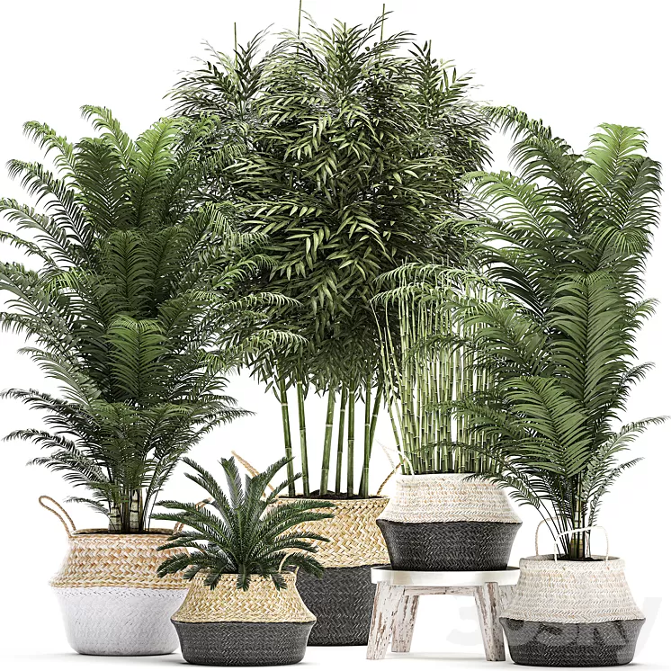 Plant Collection 489. Basket rattan thickets palm tree bamboo cycas ...