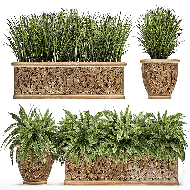 Plant Collection 496. fern bushes classic flowerpot landscaping outdoor pots for garden park 3D Model