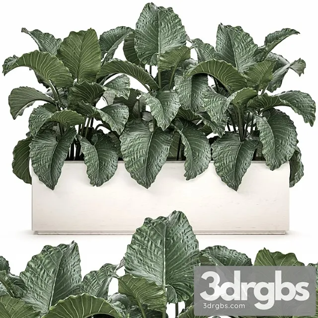 Plant Collection 507 Bushes Thickets Alocasia White Pot Flowerpot Indoor Plants 3D Model Download