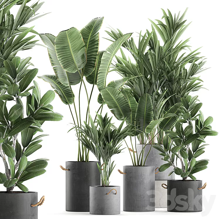 Plant Collection 595. Concrete flowerpot banana howea palm plumeria strelitzia industrial style Howea forsteriana 3D Model