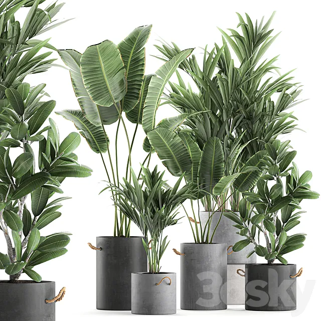 Plant Collection 595. Concrete flowerpot. banana. howea. palm. plumeria. strelitzia. industrial style. Howea forsteriana 3DModel Plant Collection 595. Concrete flowerpot. banana. howea. palm. plumeria. strelitzia. industrial style. Howea forsteriana 3DModel