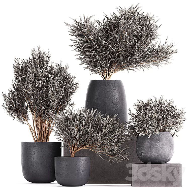 Plant collection 812. olive outdoor flowerpot bushes black pot tree bushes concrete 3D Model Plant collection 812. olive outdoor flowerpot bushes black pot tree bushes concrete 3D Model