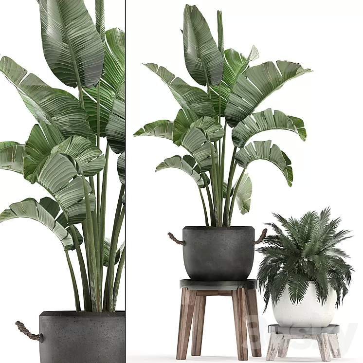 Plant Collection Potted banana palm 459. Indoor banana ravenala palm tree stand pot flowerpot strelitzia flower stand pot interior bush flowerpot 3D Model