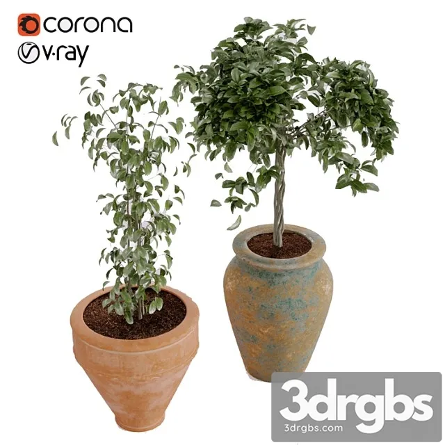 Plant collection vol. 02 boho style in pottery rustic