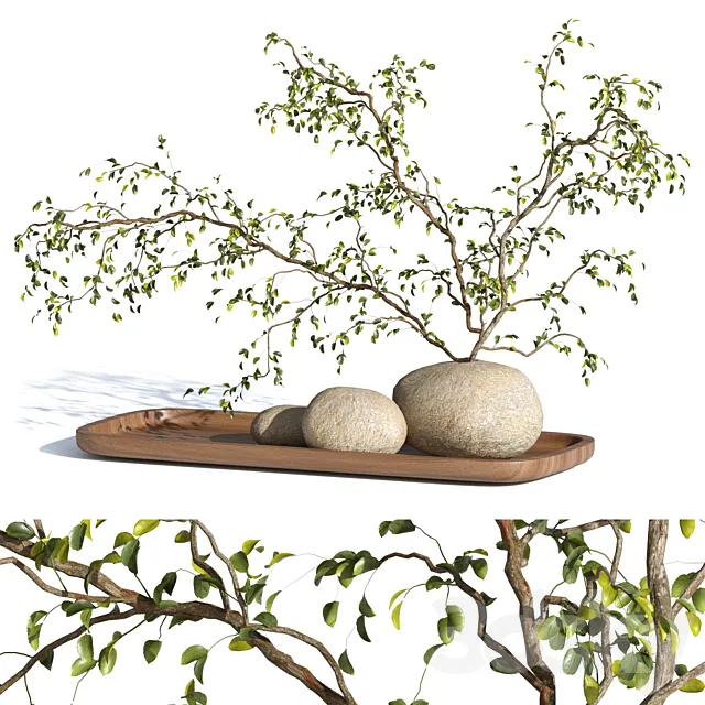 plant decor 3D Model