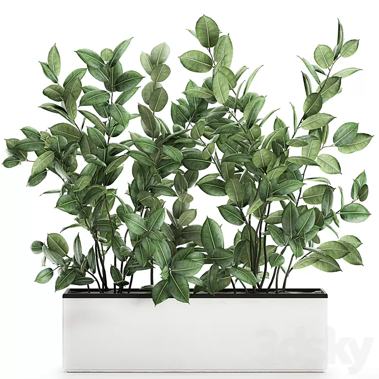 Plant Ficus elastica 675. Thickets ornamental tree white pot flowerpot Scandinavian style bushes 3D Model Plant Ficus elastica 675. Thickets ornamental tree white pot flowerpot Scandinavian style bushes 3D Model