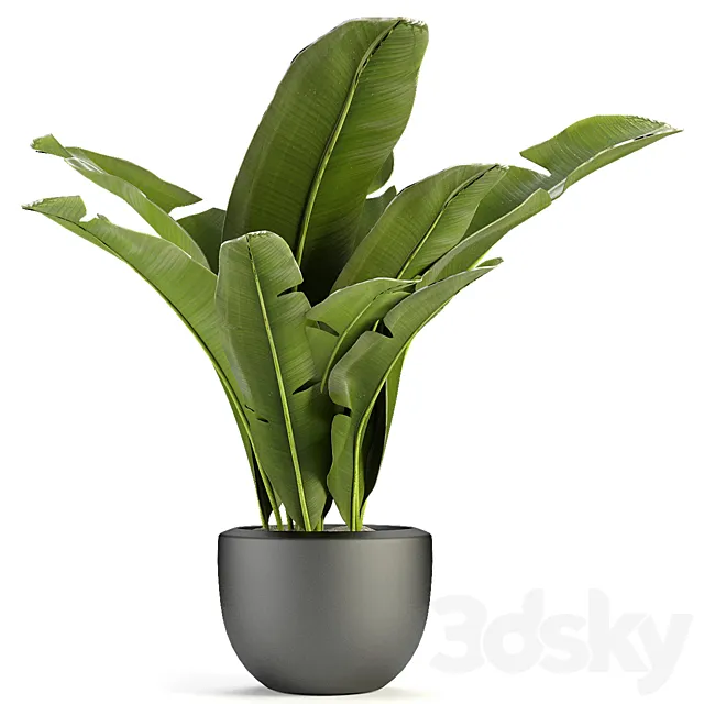 Plant in Pot Flowerpot Exotic Plant 3D Model Plant in Pot Flowerpot Exotic Plant 3D Model