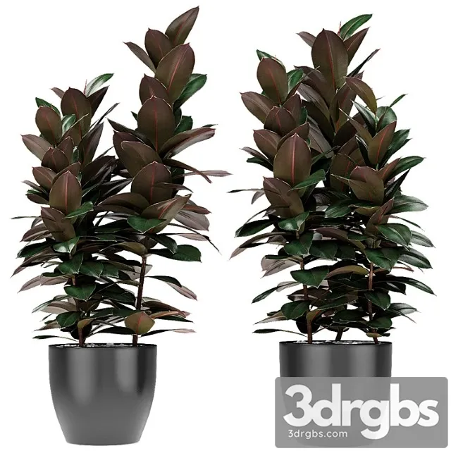 Plant in pot flowerpot exotic plant