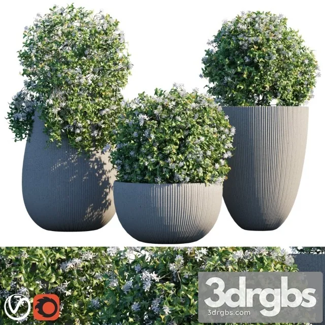 Plant in Pots 14 3D Model Download