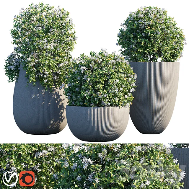 Plant in pots # 14: Star Jasmine 3D Model Plant in pots # 14: Star Jasmine 3D Model