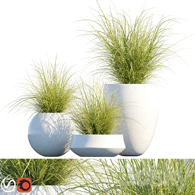 Plant in pots # 16: Miscanthus mood 3D Model Plant in pots # 16: Miscanthus mood 3D Model