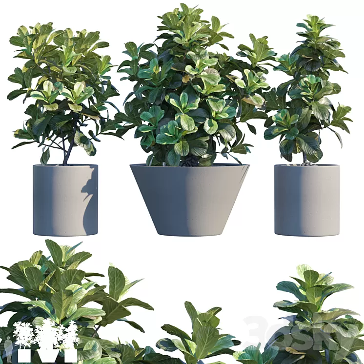 Plant in pots # 19: Ficus Lyrata | 3m 3D Model