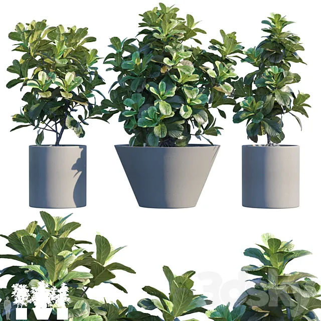 Plant in pots # 19: Ficus Lyrata | 3m 3DModel Plant in pots # 19: Ficus Lyrata | 3m 3DModel