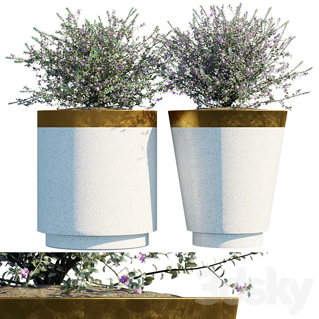 Plant in pots # 20: Leucophyllum frutescens 3D Model Plant in pots # 20: Leucophyllum frutescens 3D Model