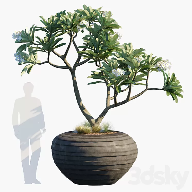 Plant in pots # 26 3D Model