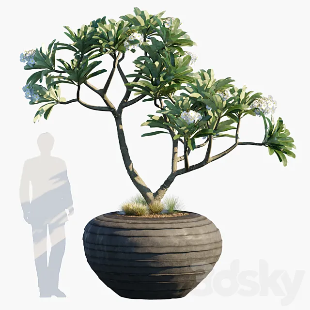 Plant in pots # 26 3DModel Plant in pots # 26 3DModel