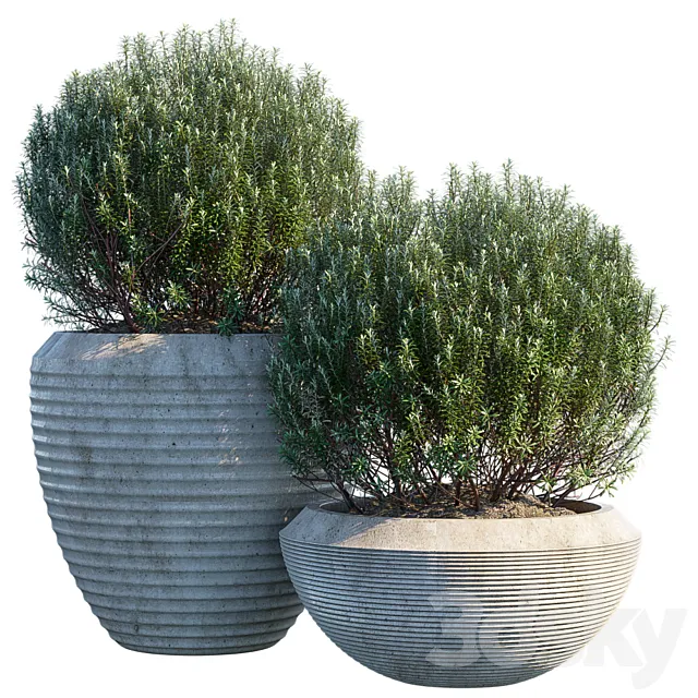 Plant in pots # 3 3D Model Plant in pots # 3 3D Model