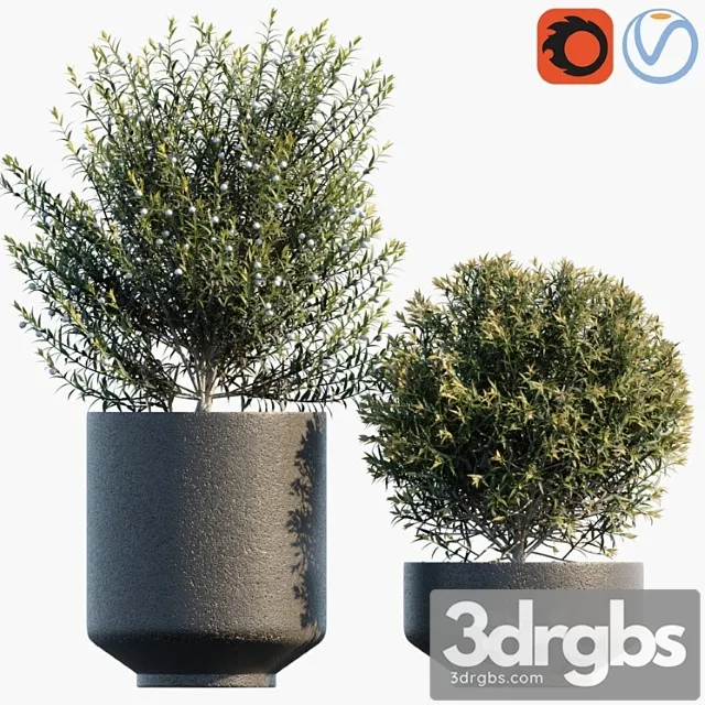 Plant in Pots 31 3D Model Download