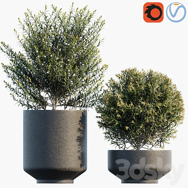 Plant in pots # 31 3D Model Plant in pots # 31 3D Model