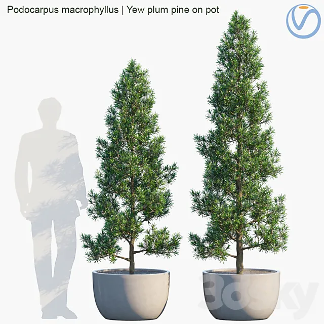 Plant in pots # 32: Yew plum pine 3D Model Plant in pots # 32: Yew plum pine 3D Model