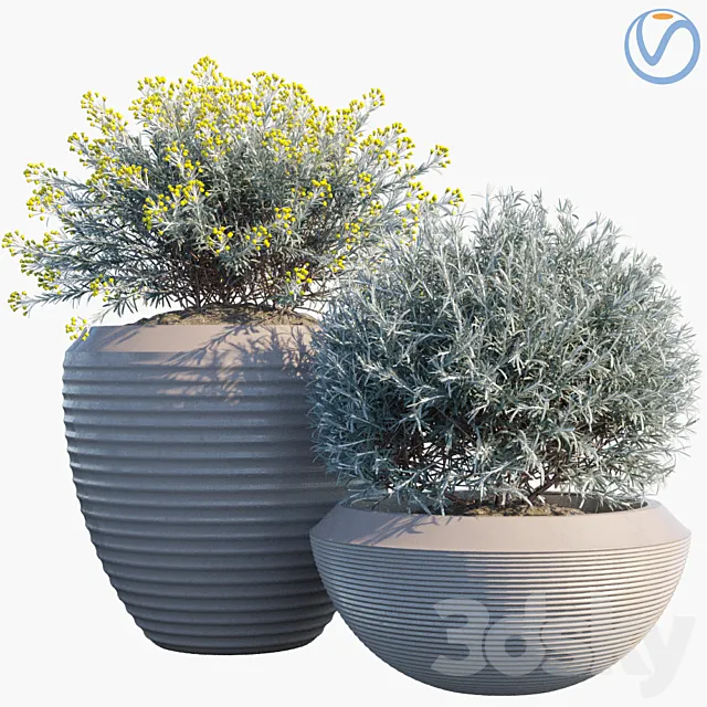 Plant in pots # 35: Curry 3D Model Plant in pots # 35: Curry 3D Model