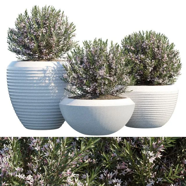 Plant in pots # 4 3D Model Plant in pots # 4 3D Model