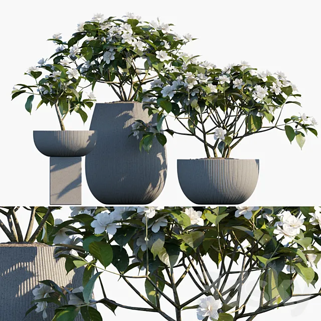 Plant in pots # 48: Gardenia jasminoides 3D Model Plant in pots # 48: Gardenia jasminoides 3D Model