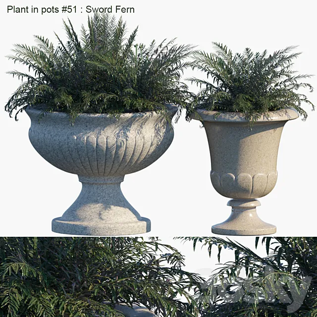 Plant in pots # 51: Sword Fern 3D Model Plant in pots # 51: Sword Fern 3D Model