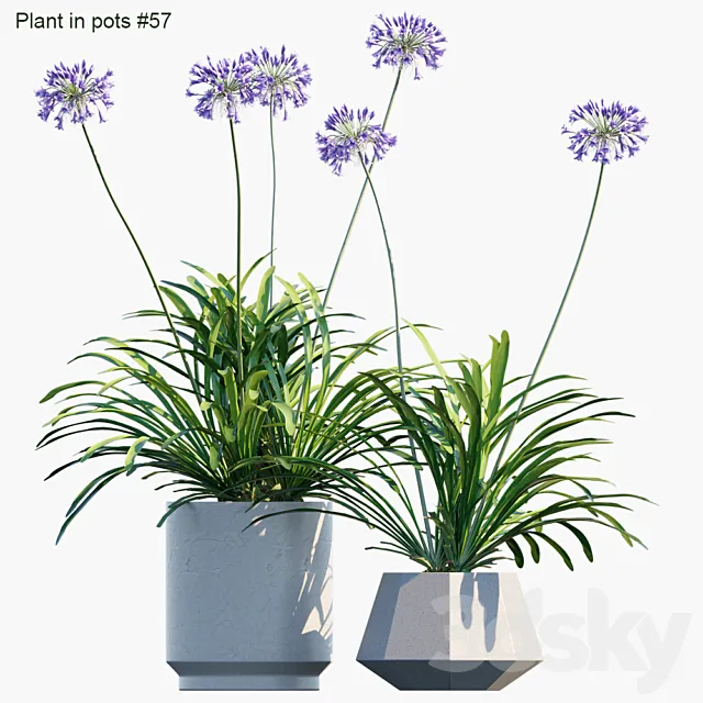 Plant in pots # 57: Agapanthus 3DModel Plant in pots # 57: Agapanthus 3DModel