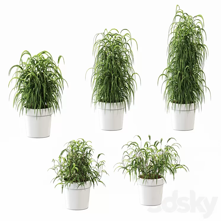Plant in the pot. 5 models 3D Model Plant in the pot. 5 models 3D Model
