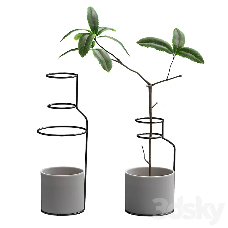 Plant in wire pots 3D Model