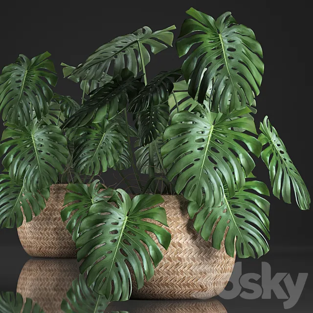 Plant Monstera in the basket 343. Monstera. Indoor monstera. basket. rattan. pot. eco design. natural decor. bush. interior. exotic. flower 3DModel Plant Monstera in the basket 343. Monstera. Indoor monstera. basket. rattan. pot. eco design. natural decor. bush. interior. exotic. flower 3DModel