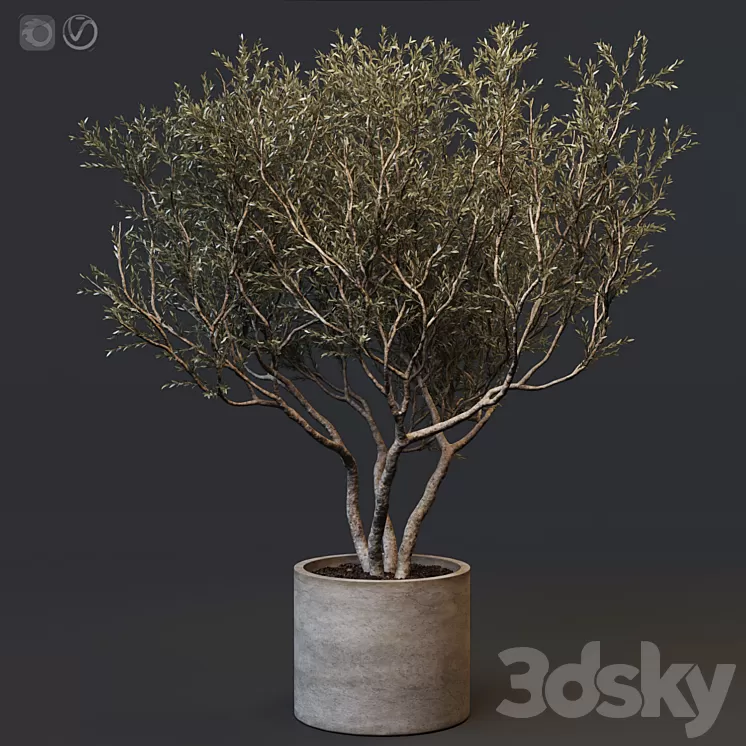 Plant set 02 – European olive 3D Model
