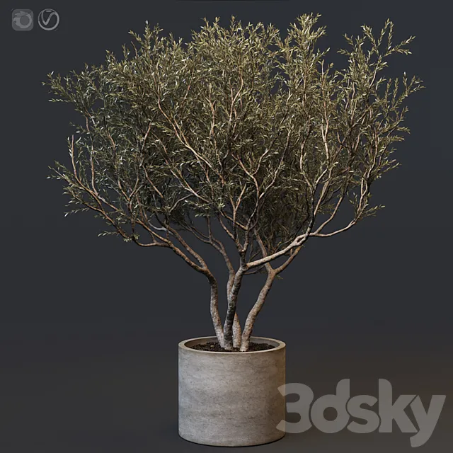Plant set 02 – European olive 3DModel