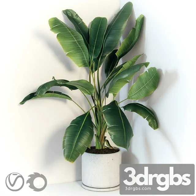 Plant strelizia in a concrete pot Plant strelizia in a concrete pot