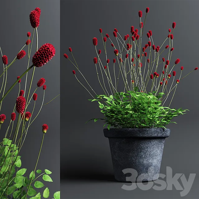 Plant The bloodthirsty. Sanguisorba 3DModel Plant The bloodthirsty. Sanguisorba 3DModel