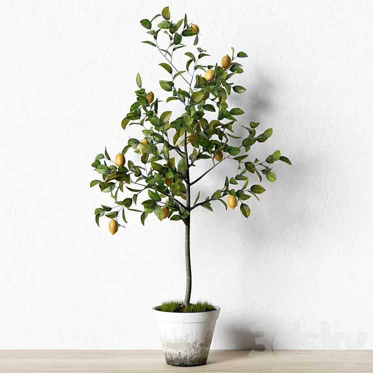 Plant_003 3D Model Plant_003 3D Model