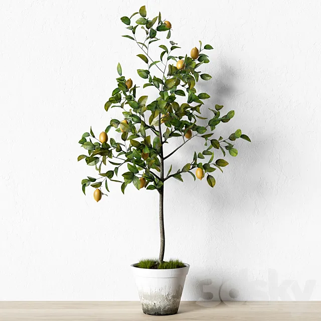 Plant_003 3DModel Plant_003 3DModel