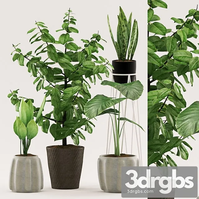 Plants 109 Plants 109