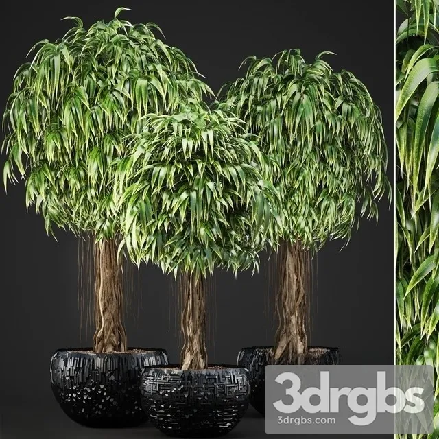 Plants 131 Ficus Alii 3D Model Download