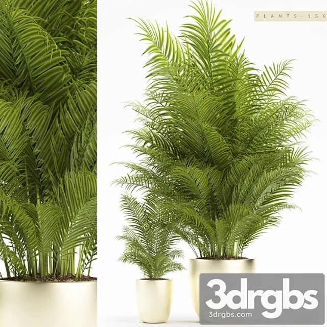 Plants 156 Plants 156