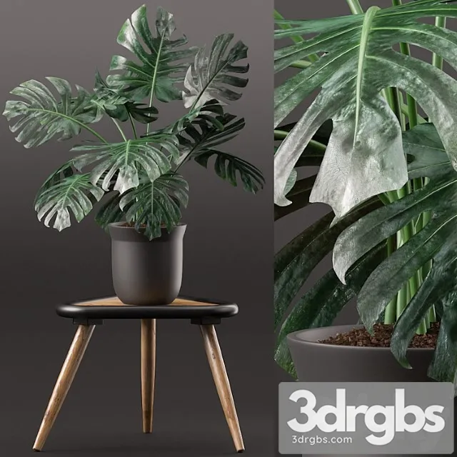 Plants 160_3 Plants 160_3