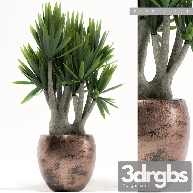 Plants 161 Plants 161